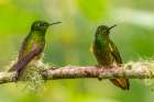Ecuador-Guango. Buff-tailed coronet hummingbirds close-up. Art Print
